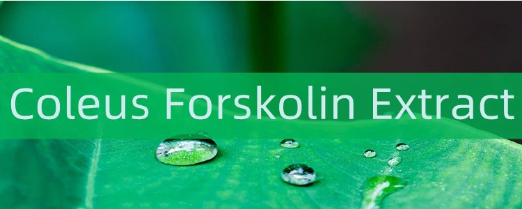 Coleus Forskolin Extract price.png